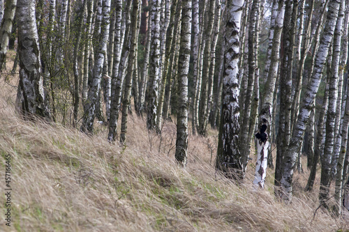 Charakterystyczny polski młody las brzozowy z suchą wysoką trawą