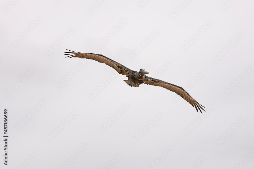 Pelican in the galapagos