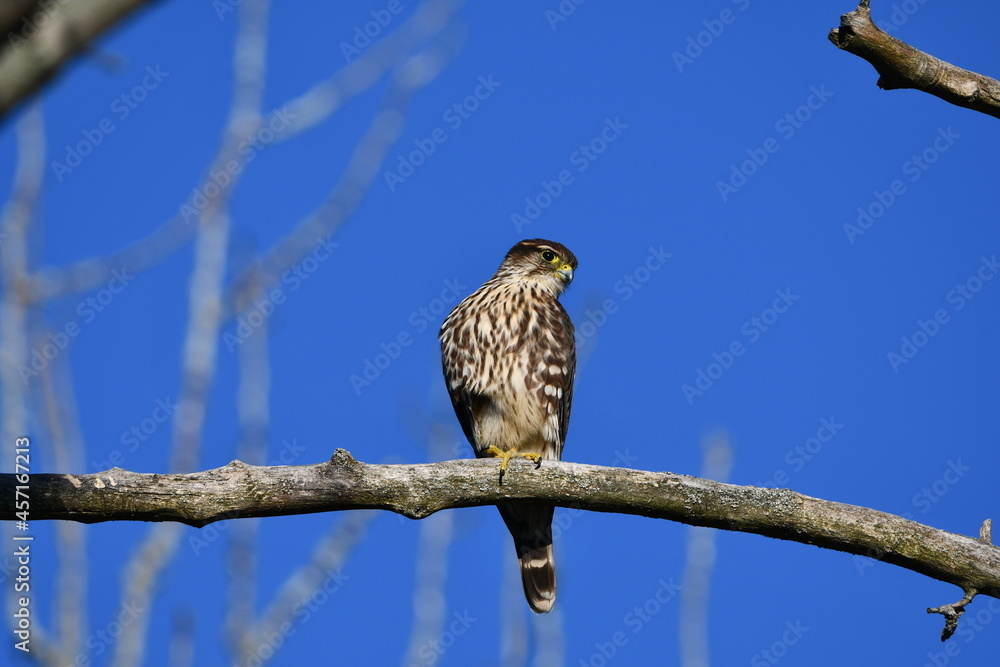 Merlin hawk sits perched in a tree hunting Merlin hawk sits perched in a tree hunting