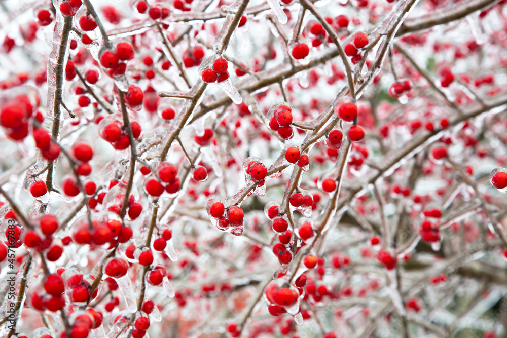 Winter storm in Austin Texas. A tree with red berries is covered with ice. Freezing rain. Red berries on the green background. Winter scene. Anomaly weather. Natural disaster Winter storm in Austin Texas. A tree with red berries is covered with ice. Freezing rain. Red berries on the green background. Winter scene. Anomaly weather. Natural disaster