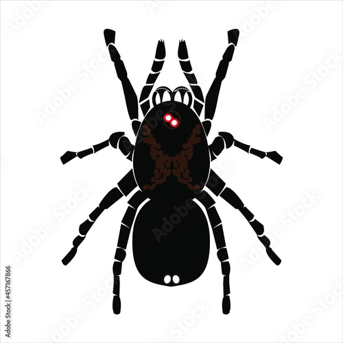 Animal arácnido la tarantula