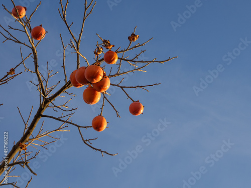 Persimmon tree with many ripe orange fruits in the autumn garden.