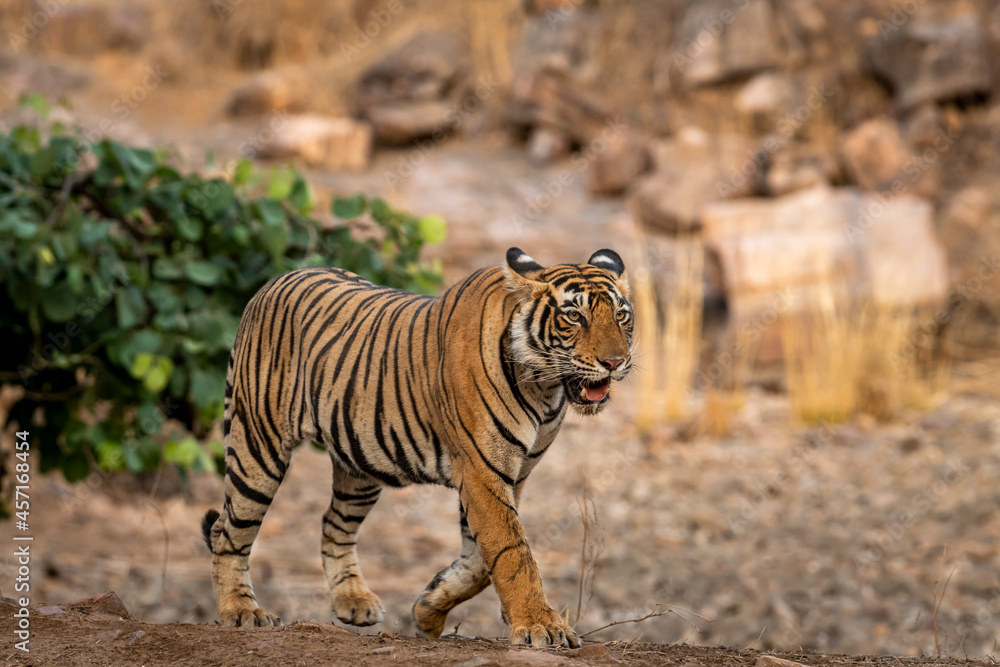 Fototapeta premium wild royal bengal tiger walking head on portrait in wildlife safari at ranthambore national park or tiger reserve rajasthan india - panthera tigris tigris