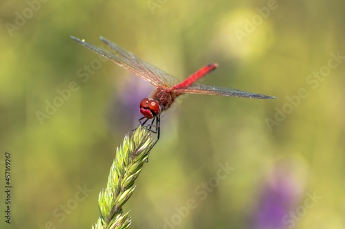 Specimen of red dragonfly posing on a stalk of grass