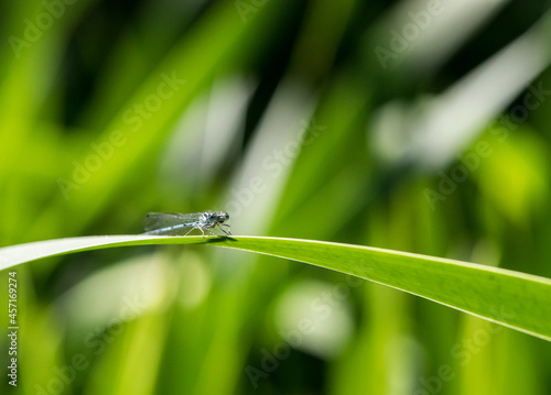 kleine blaue Libelle sitzt auf einem Halm