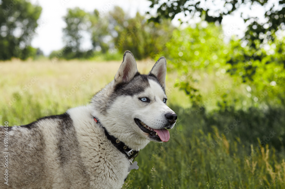 Portrait of siberian husky with blue eyes at forest. Husky dog on nature walk