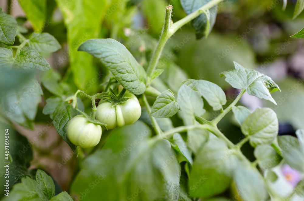 Tomato grows in a greenhouse. Growing fresh vegetables in a greenhouse Tomato grows in a greenhouse. Growing fresh vegetables in a greenhouse