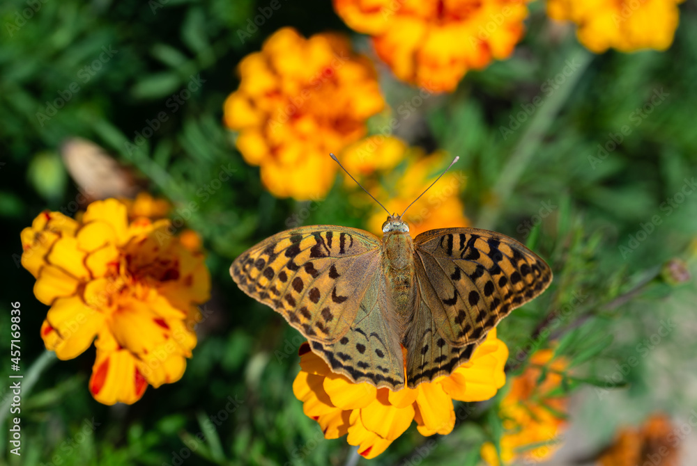 Photos of butterflies sitting on flowers in the garden Photos of butterflies sitting on flowers in the garden