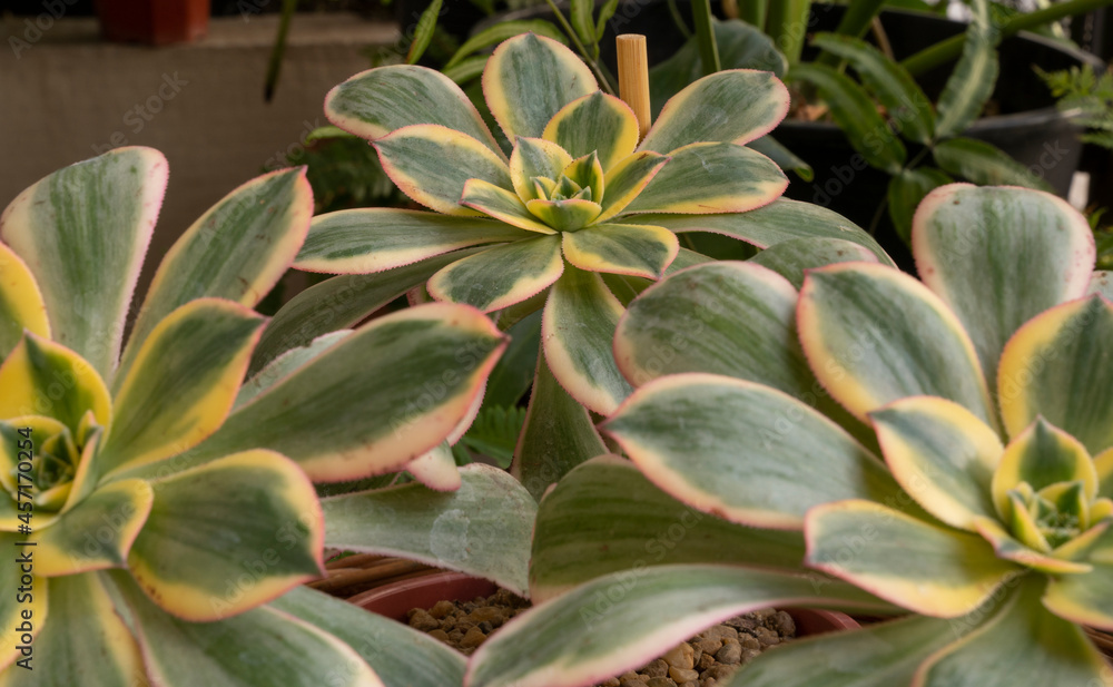 Selective focus on an Aeonium sunburst, also known as Copper pinwheel, colorful rosette growing in a pot in the urban garden. Selective focus on an Aeonium sunburst, also known as Copper pinwheel, colorful rosette growing in a pot in the urban garden.