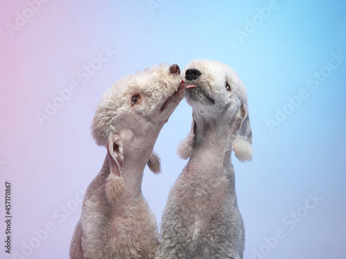 two White Bedlington terrier kiss. Charming pets in studio on color background. dogs with funny hairstyle
