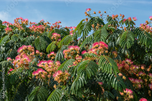 árbol de la seda en floración photo