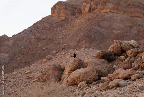 White-crowned Black Wheatear also known as Oenanthe Leucopyga stands in the rock in desert photo