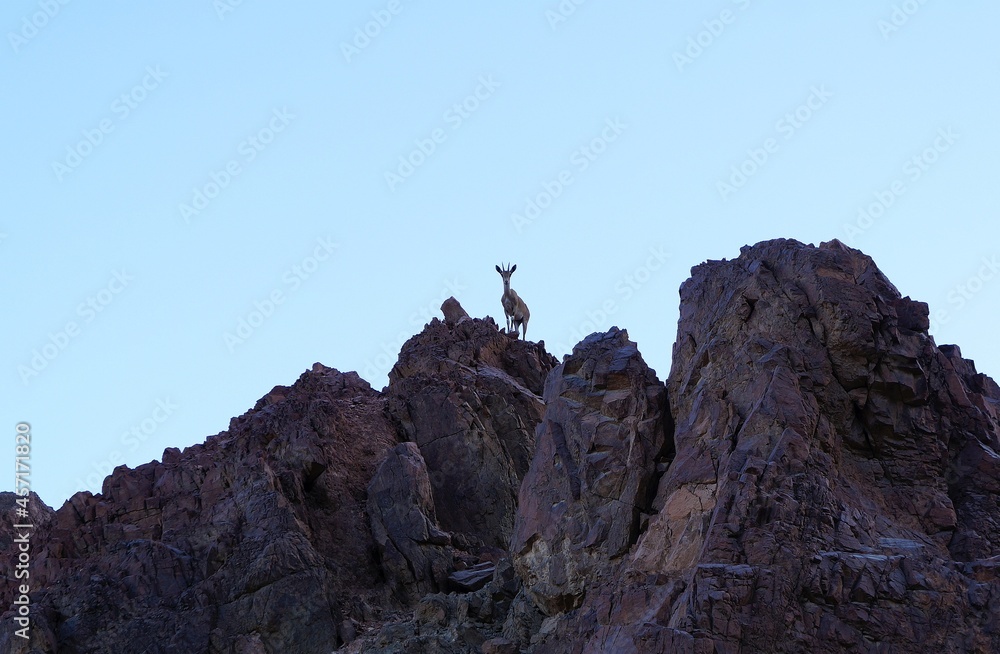 Nubian ibex wild goats group near Eilat, South Israel