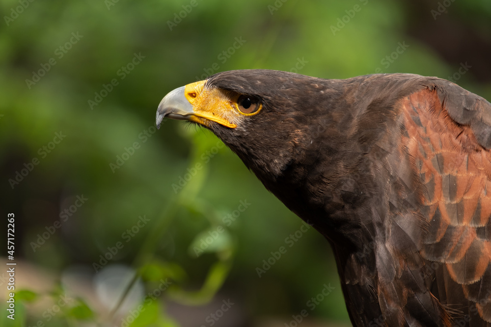 Close up image of Harris's hawk face. Close up image of Harris's hawk face.