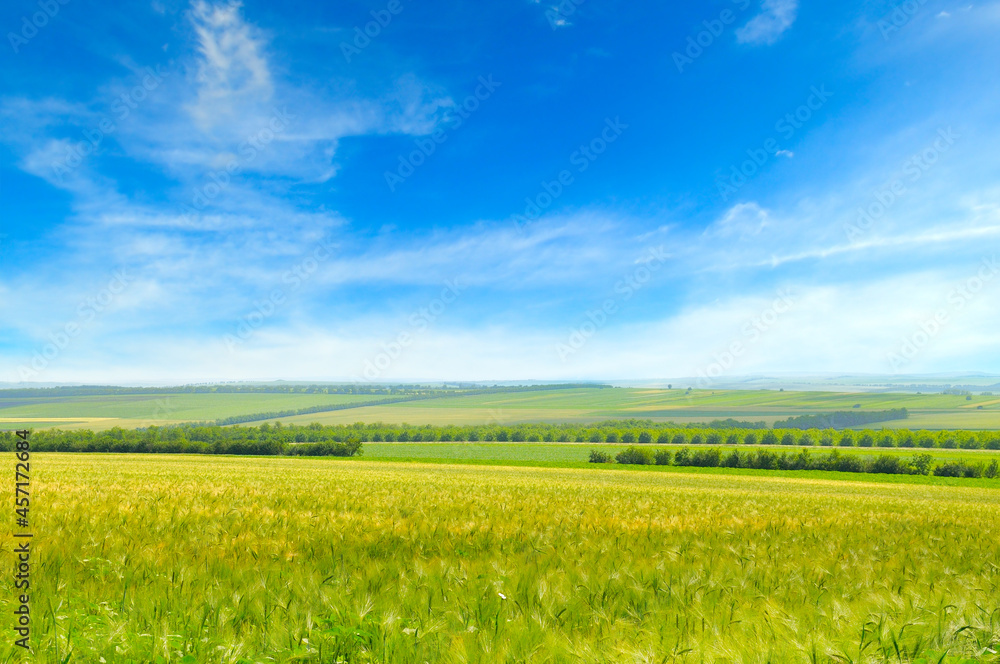 field and blue sky, agricultural cereal crop