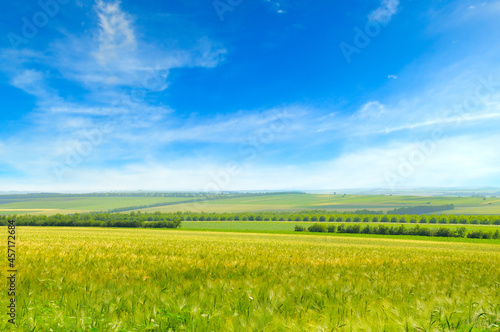 field and blue sky  agricultural cereal crop