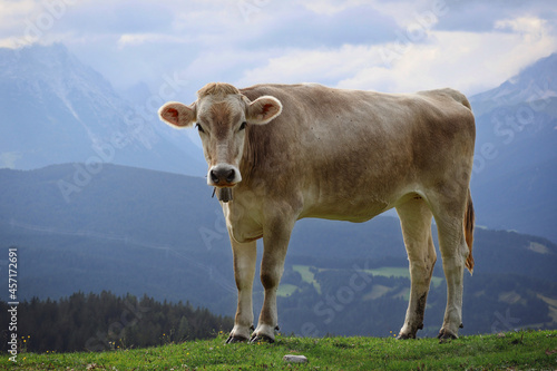 Εκτύπωση καμβά Brown Swiss Cow Stands on Grass in Beautiful Tyrol Nature