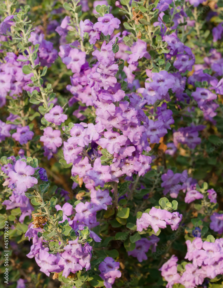 Langman's sage (Leucophyllum langmanae) in bloom in a garden on the French Riviera in August.