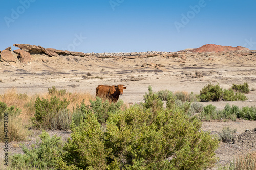 A bull looks at passing hikers in the Bisti Badlands