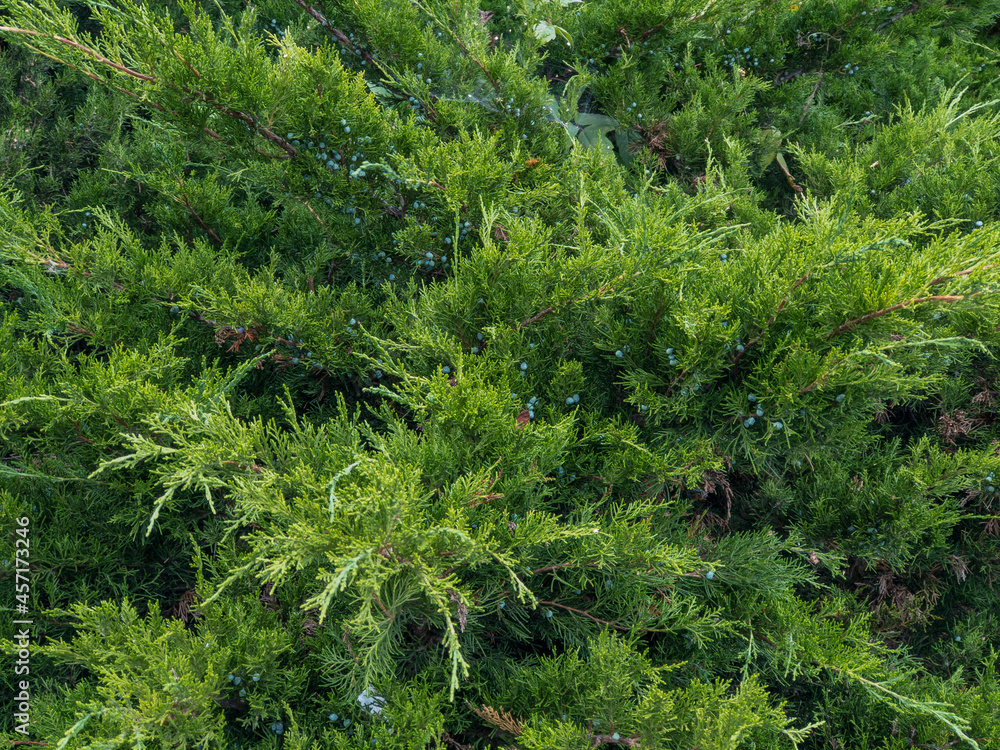 Obraz premium grass in the forest