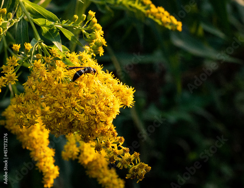 Potter Wasp on Goldenrod Flower