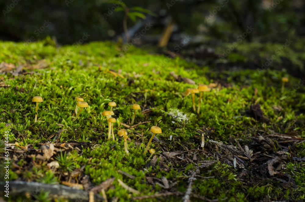 mushrooms and moss on the ground, parc régional seigneurie de la matapédia, québec, canada mushrooms and moss on the ground, parc régional seigneurie de la matapédia, québec, canada