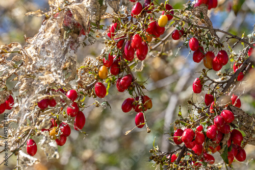 Cornelian cherry is eaten by pests. Caterpillars of an American white butterfly on Cornelian cherry branches. Topic - pest control, gardening. Cornus officinalis, Dogwood. Cornus Mas photo