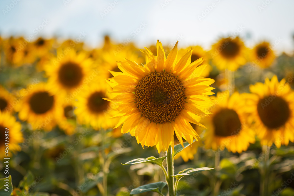 Sunflower field. Numerous golden-blooming sunflowers lit by warm sunlight from behind Sunflower field. Numerous golden-blooming sunflowers lit by warm sunlight from behind