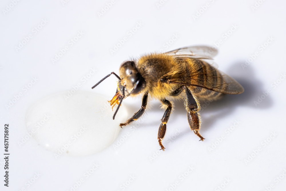 Healthy honey bee sucking a drop of honey Healthy honey bee sucking a drop of honey