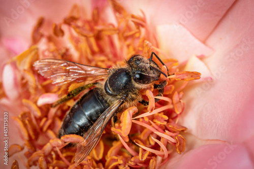 Bee on a pink rose gathering pollen and nectar