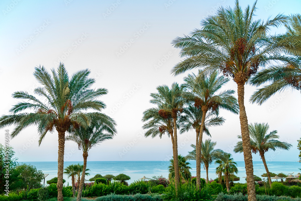 date palms on a background of blue sky and sea.