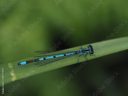Azurjungfern gehören mit ihrer blauen und schwarzen Zeichnung zu den auffälligsten Libellen