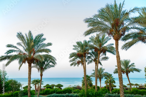 date palms on a background of blue sky and sea.