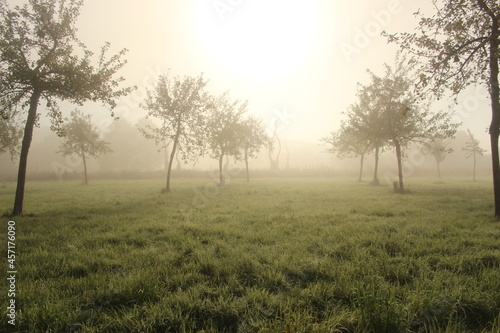 Aufgehende Sonne auf einer Wiese mit Nebel