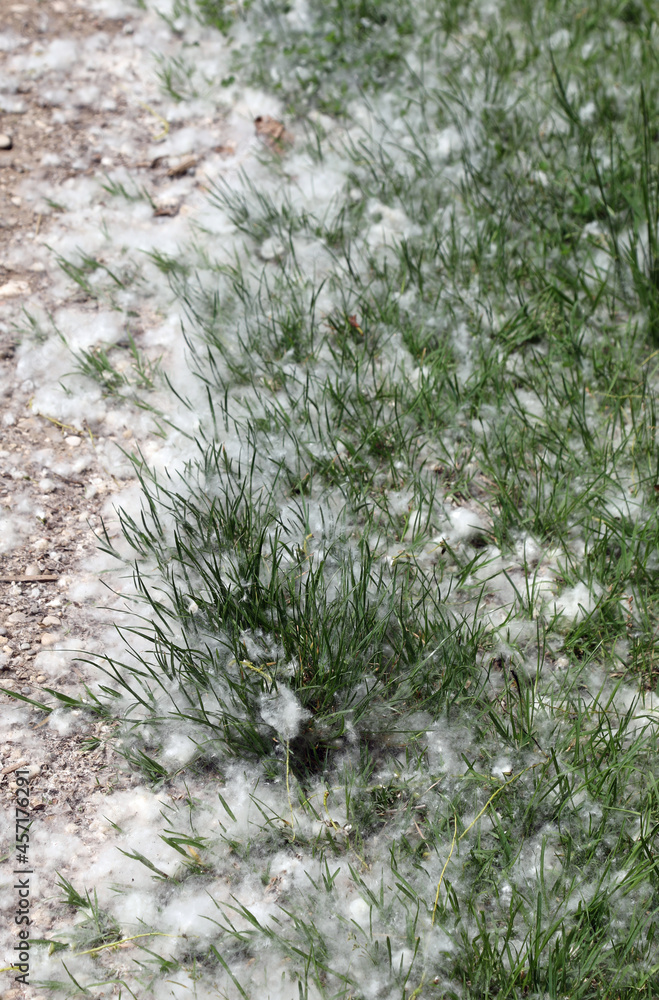 pollen that looks like cotton balls dropped from Poplars trees which can cause severe allergies to allergic people pollen that looks like cotton balls dropped from Poplars trees which can cause severe allergies to allergic people