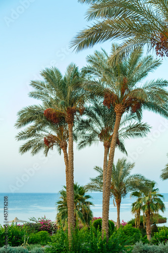 date palms on a background of blue sky and calm sea.
