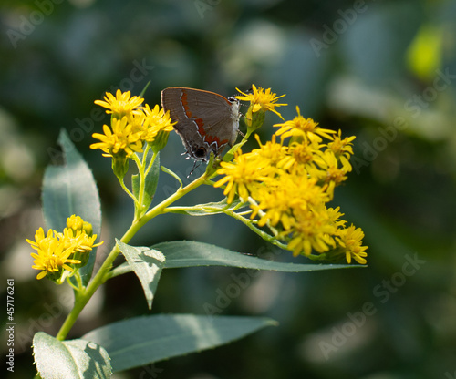 Gossamer Winged Butterfly 