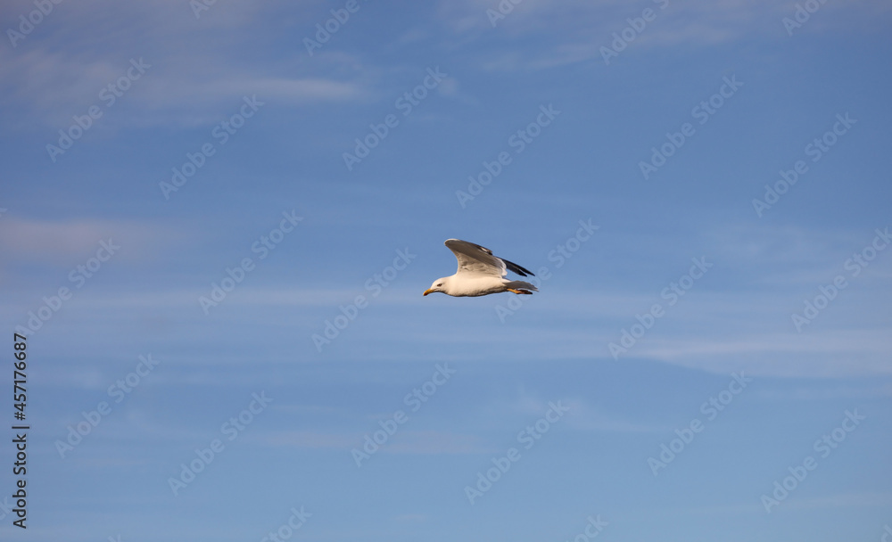 Obraz premium Seagull bird flying high in the sky symbol of freedom