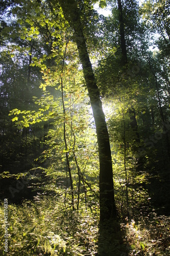 Waldspaziergang am Morgen mit Sonnenlicht