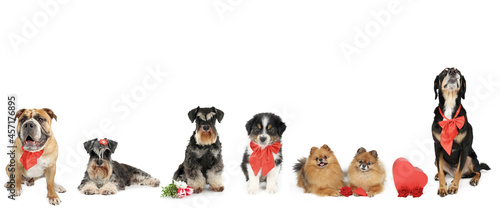 different dogs on romantic panoramic banner 