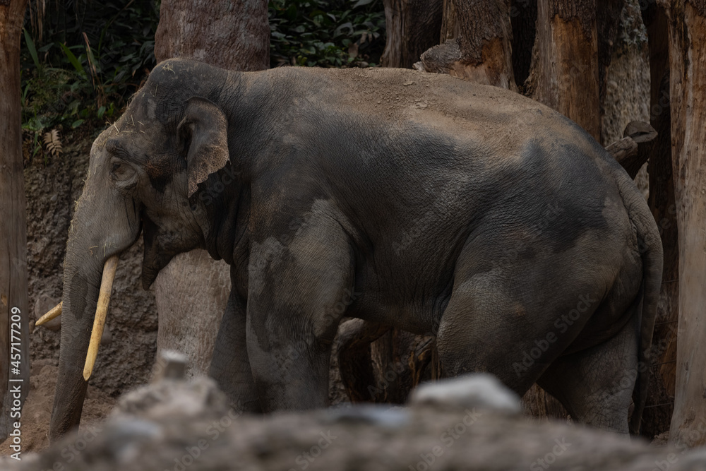 Fototapeta premium A really big elephant tries to get some food out of the grid. The biggest animal on earth. Amazing how big and beautiful the elephants are.