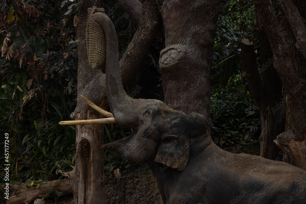 Fototapeta premium A really big elephant tries to get some food out of the grid. The biggest animal on earth. Amazing how big and beautiful the elephants are.
