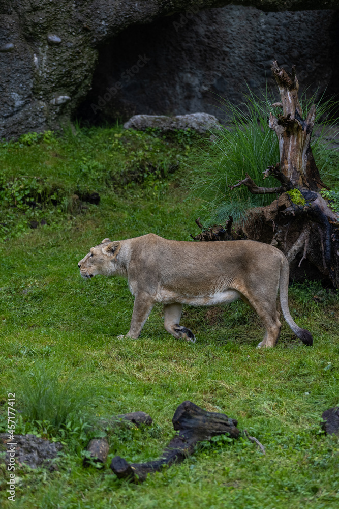 A lion walk through the grass and looking for food. The most beautiful animal and the most majestic one in the world. King of the nature. Amazing lion. A lion walk through the grass and looking for food. The most beautiful animal and the most majestic one in the world. King of the nature. Amazing lion.