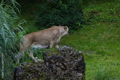 A lion walk through the grass and looking for food. The most beautiful animal and the most majestic one in the world. King of the nature. Amazing lion.