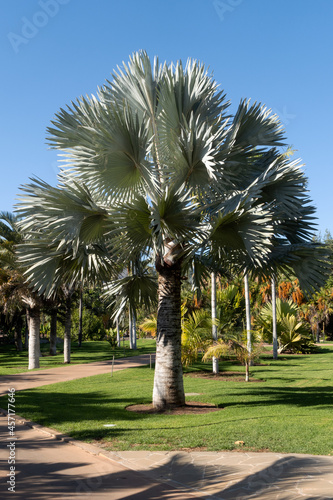 Print op canvas A silver Bismarck palm tree