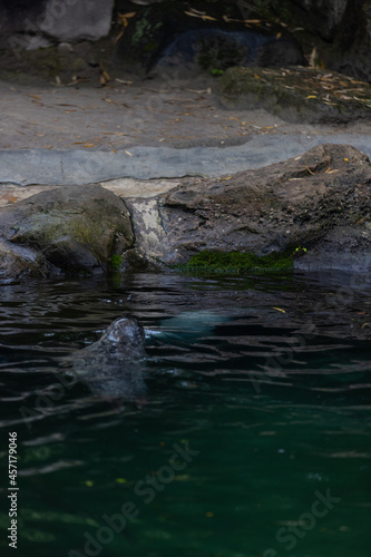 A Beautiful seal relaxing and sleeping in the water and on the rock. Some seals are playing together in the water. So cute animals.