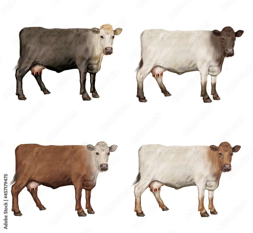 Fototapeta premium vache laitière, groupe de profil, animal, mère, enfant, amour, silhouette, ferme, vecteur, illustration, taureau, boeuf, viande, bétail, mammifère, sauvage, mollet 