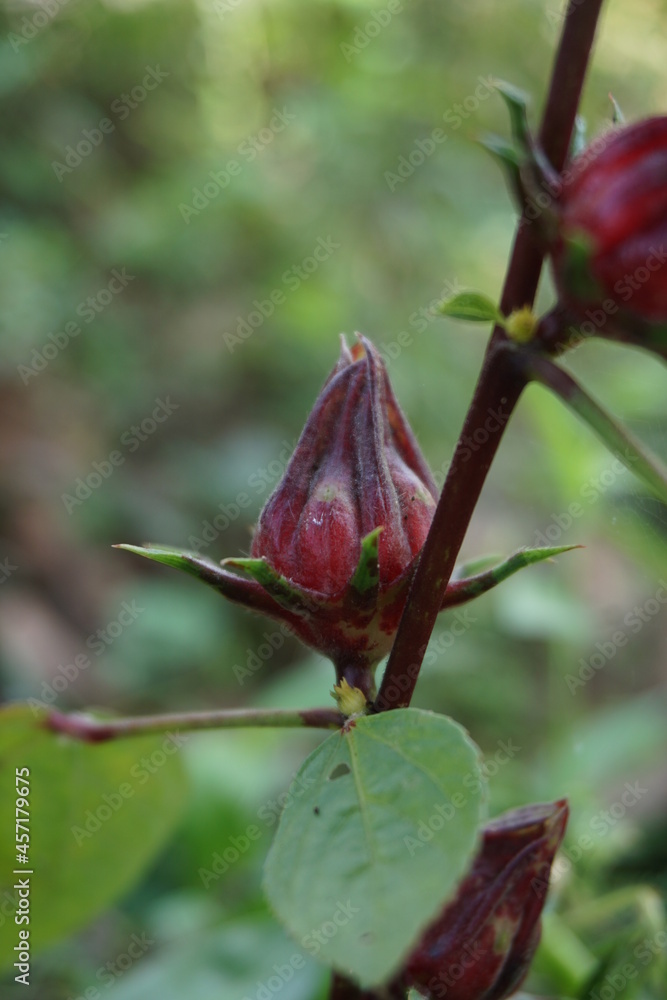 Rosella flower (also called roselle) with a natural background. Use as herbal drink and herbal medicine Rosella flower (also called roselle) with a natural background. Use as herbal drink and herbal medicine
