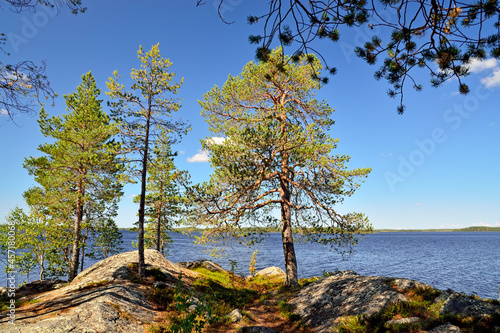 Karelian landscape - rocks, pine trees and water. Lake Pongoma, Northern Karelia, Russia photo