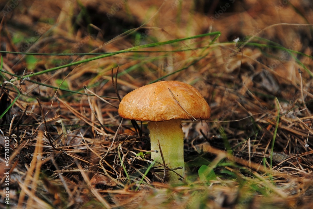 mushroom in the grass mushroom in the grass